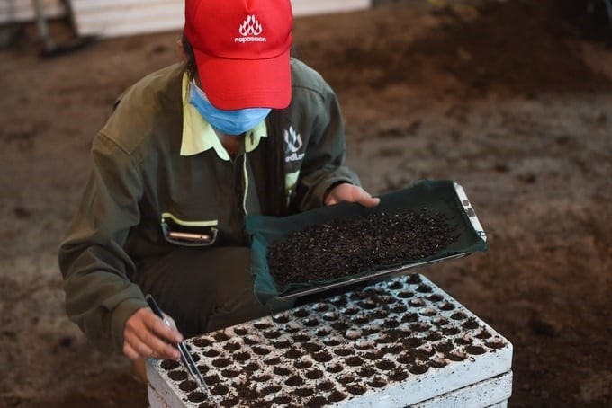 Nafoods has now completely mastered the technology of producing disease-free seedlings. Photo: VAN.