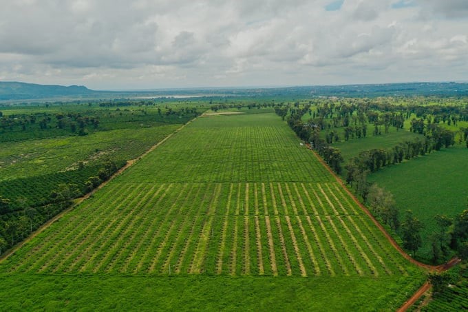 Nafoods has organized passion fruit growing areas and has been granted 12 growing area codes. Photo: Nguyen Van Viet.