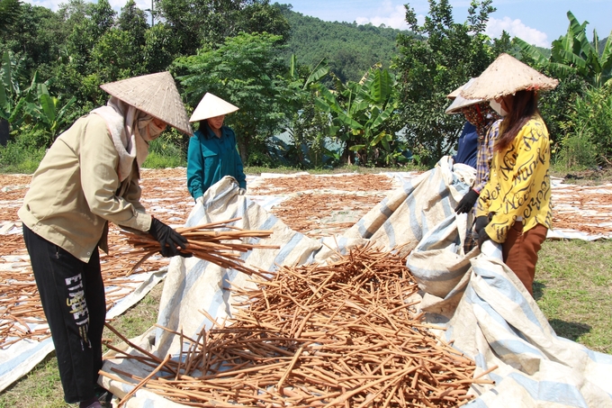 Phong trào sản xuất quế hữu cơ ngày càng được người dân ở huyện Văn Yên hưởng ứng thực hiện. Ảnh: Thanh Tiến.