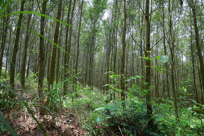 The acacia forests are cultivated using new methods to meet the standards of sustainable forest management certification systems. Photo: Tung Dinh.