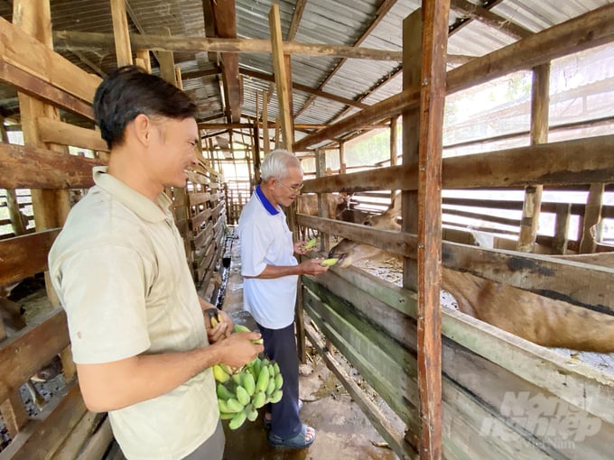 Mr. Nguyen Duy Man, from An Hao commune, Tinh Bien town (An Giang), is a household that raises deer for velvet antlers and sells them year-round. Photo: Le Hoang Vu.