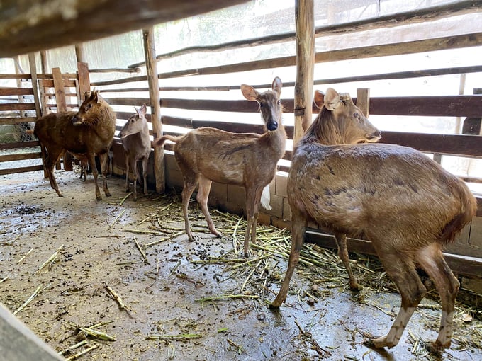 Thanks to raising deer under the forest canopy, Mr. Man's deer herd has now grown to nearly 20. On average, he earns about 120-150 million VND annually from selling velvet antlers. Photo: Le Hoang Vu.