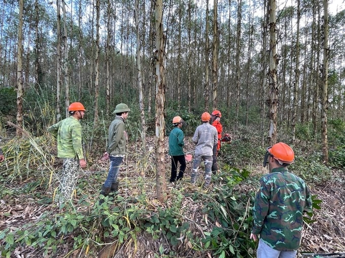 To meet sustainable forest management standards, there are not only changes in planting and care but also in harvesting techniques. Photo: Tung Dinh.