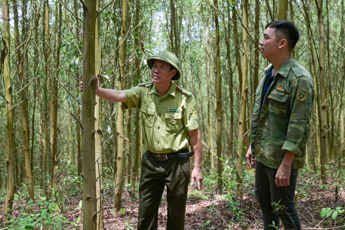 Mr. Vu Mac Tuan Ngoc (right) along with a district forest ranger inspecting the acacia forest certified for sustainable forest management standards. Photo: Tung Dinh.