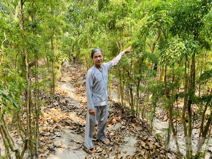 Mr. Nguyen Minh Duc utilizes growing medicinal plants such as Polyscias fruticosa, black ginger, and Codonopsis pilosula to increase income. Photo: Le Hoang Vu.