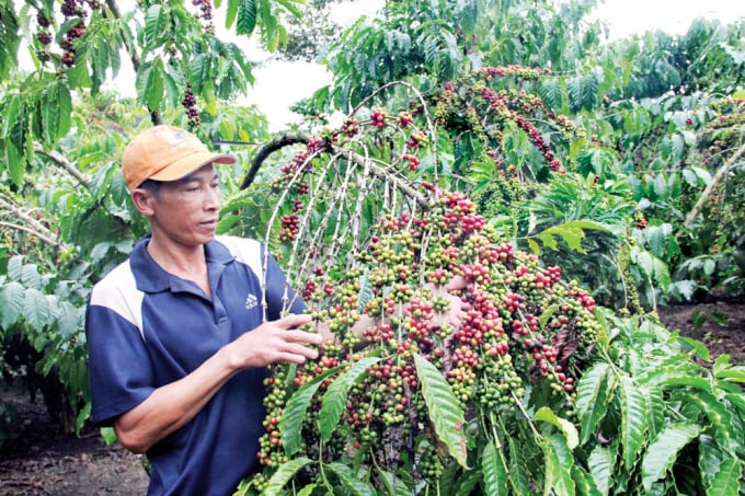 In addition to the forestry sector, certain products such as coffee also fall under the requirement to meet EUDR standards. Photo: NNVN.