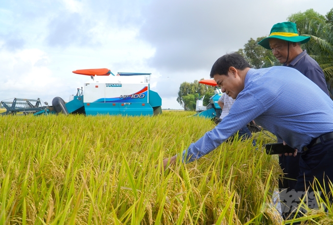 Khách tham quan đánh giá chất lượng hạt lúa tại cánh đồng giảm phát thải ở Cần Thơ. Ảnh: Kim Anh.