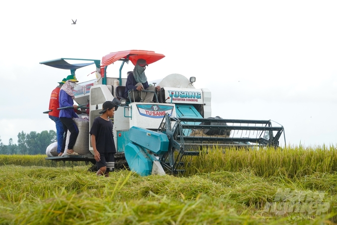 Việc canh tác theo quy trình đưa ra tại Đề án 1 triệu ha lúa chất lượng cao, giúp năng suất lúa trong mô hình tăng lên 6,13 - 6,51 tấn/ha. Ảnh: Kim Anh.