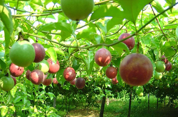 Passion fruit is one of 18 fruits in Vietnam, with an annual production exceeding 100,000 tons. Its total cultivation area is 9,500 hectares, and its output is 188,900 tons. Photo: VGP.