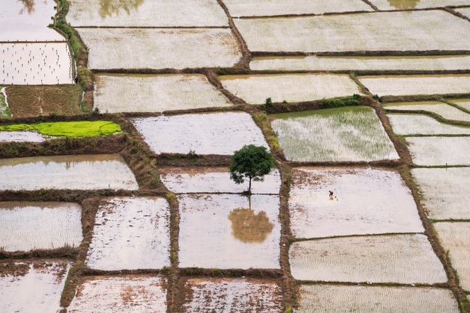 A tree is seen in rice fields in Laos, July 16, 2022. Photo: Reuters