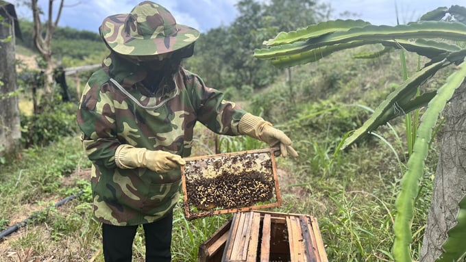 Nuôi ong ở đồi rừng, vườn cây ăn quả giúp đàn ong sinh trưởng, phát triển tốt, ít dịch bệnh, năng suất mật cao. Ảnh: Ánh Nguyệt.