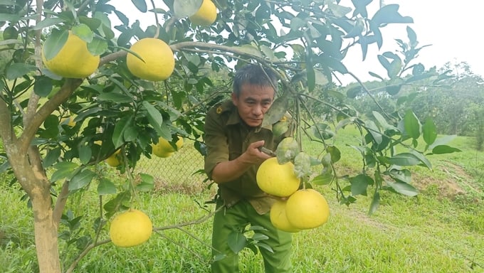 Nuôi ong trong vườn cây ăn quả là sự kết hợp để phát triển nông nghiệp theo hướng hữu cơ, sinh thái, bền vững. Ảnh: Ánh Nguyệt.