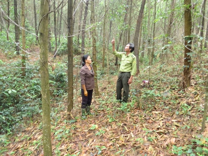 The regulations of the EUDR and Vietnam's National Forest Certification System share certain similarities. Photo: NNVN.