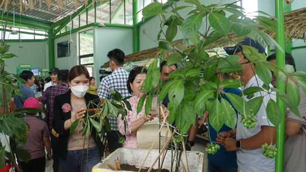 Ngoc Linh ginseng plants are sold at the monthly market organized by the People's Committee of Nam Tra My district. Photo: VGP/Nhat Anh.