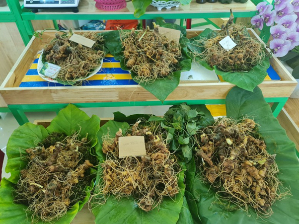 Quang Nam province promotes the development of Ngoc Linh ginseng with high economic value in mountainous areas - Photo: VGP/Nhat Anh.