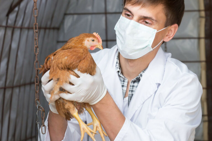 Several poultry companies have noted that the issue of vaccine shortages is gradually becoming more pressing. Photo: Canva.