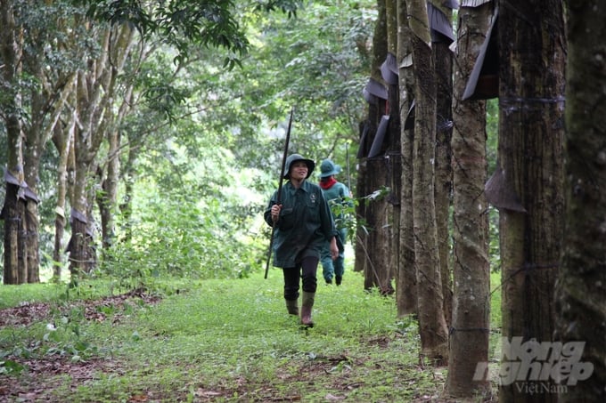 Forests certified with sustainable forest management will be a crucial foundation to meet the requirements of the EUDR. Photo: NNVN.