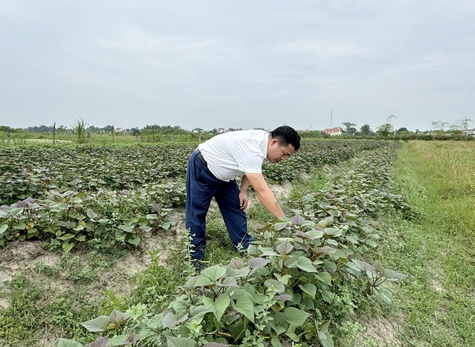 Chuyển đổi cây trồng trên ruộng lúa để đảm bảo tưới vụ hè thu trên cánh đồng huyện Quảng Trạch. Ảnh: T.P