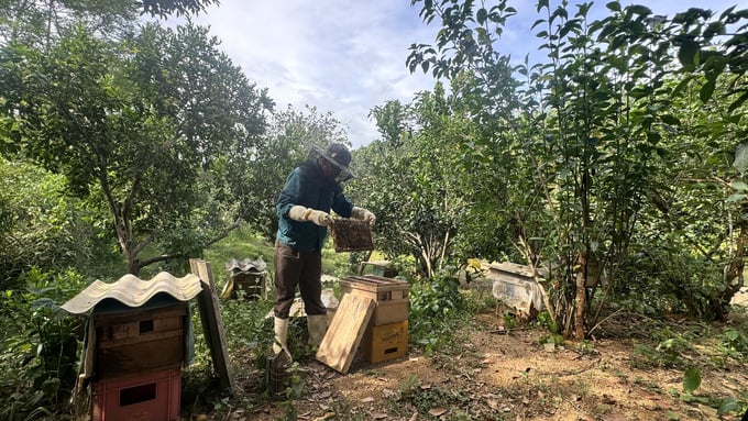 Để đàn ong phát triển tốt, vườn cây ăn quả phải tuyệt đối không sử dụng thuốc BVTV độc hại, nhờ đó môi trường luôn rất trong lành. Ảnh: Ánh Nguyệt.