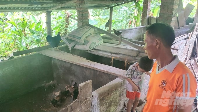 Many families in Bac Kan province are temporarily raising chickens while waiting for the end of the African swine fever outbreak. Photo: Kien Trung.