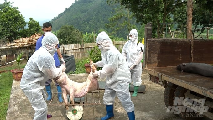 Veterinary officers in Bac Kan province counting and examining pigs that died from the African swine fever before disposal. Photo: Ngoc Tu.