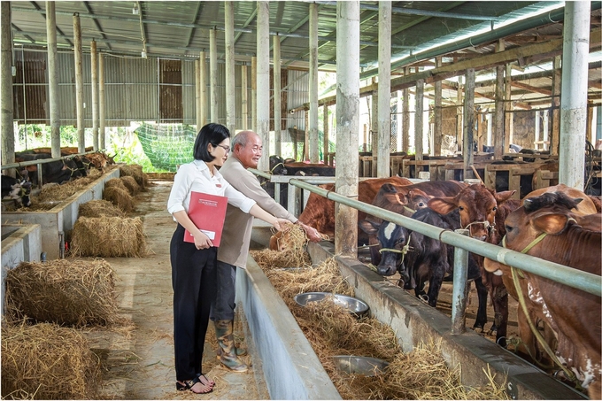 Agribank Hoài Ân cho nông dân huyện Hoài Ân (Bình Định) vay vốn phát triển nuôi bò. Ảnh: V.Đ.T.