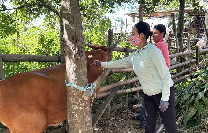 Tỉnh Quảng Nam yêu cần các địa phương khẩn trương đẩy nhanh công tác tiêm phòng vacxin cho đàn vật nuôi. Ảnh: LK.