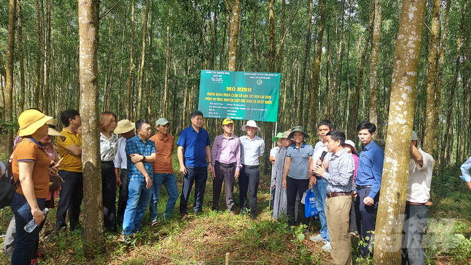 Quảng Trị phấn đấu trở thành trung tâm cung cấp nguyên liệu, chế biến gỗ rừng trồng của khu vực miền Trung. Ảnh: Võ Dũng.