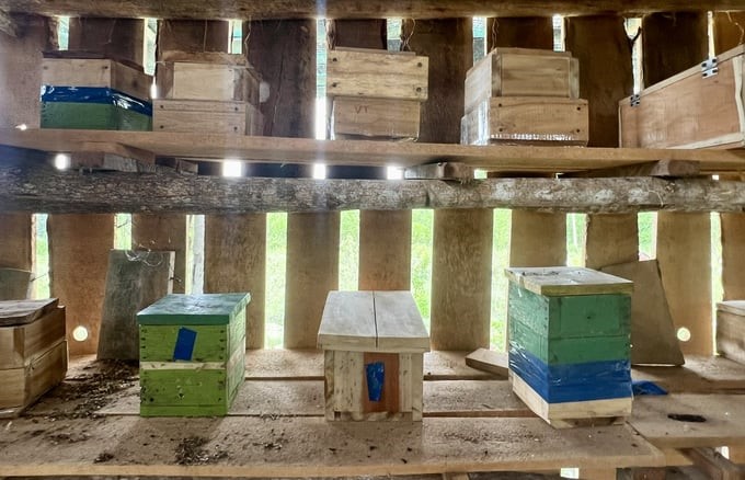 Currently, Mr. Khuong has 400 stingless bee farming hives. Photo: KS.