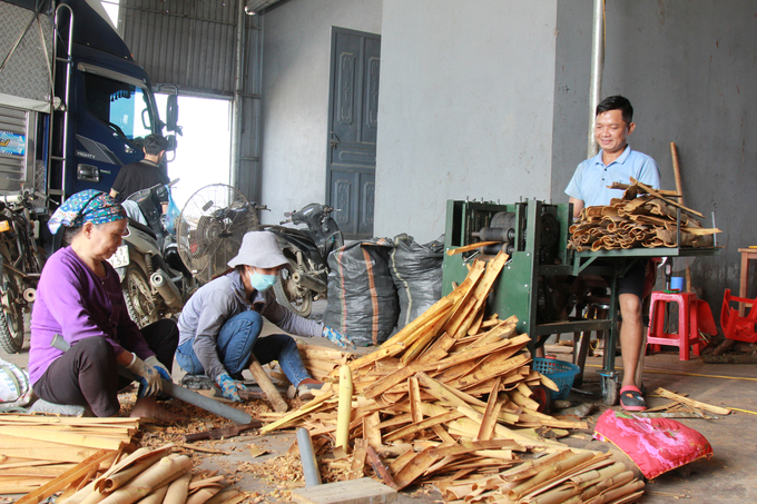 Cây quế được trồng ở tất cả 25 xã, thị trấn trong huyện Văn Yên, mỗi năm mang lại doanh thu từ 600 - 800 tỷ đồng. Ảnh: Thanh Tiến.