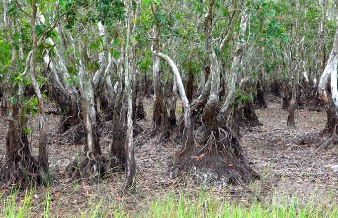 Melaleuca are fast-growing trees that can quickly regenerate even after being completely burned. These trees can regenerate naturally through seed dispersal and rapidly recover. Photo: Le Hoang Vu.