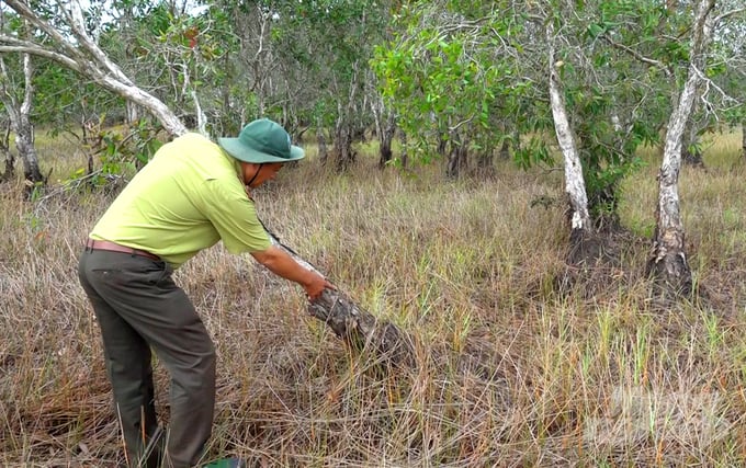 The leadership of Tram Chim National Park has focused on inspecting fire prevention and control measures; and enhancing the responsibility, vigilance of the forest protection forces. Photo: Le Hoang Vu.