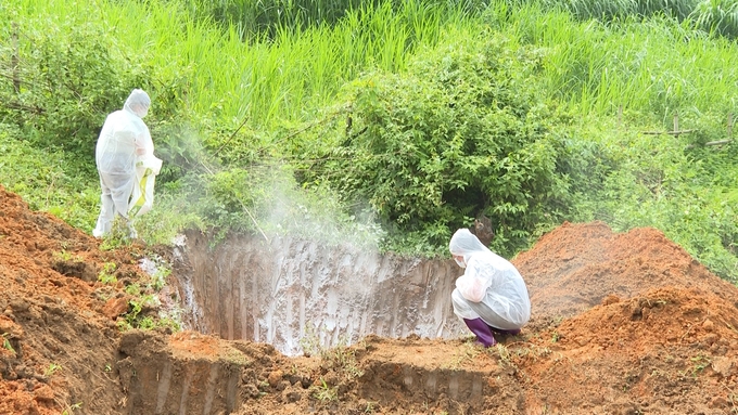 Đào hố tiêu hủy lợn dịch bệnh. Ảnh: Ngọc Tú.