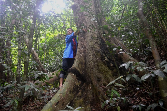 Quang Ninh province is encouraging its local community to develop large timber forests. Photo: Nguyen Thanh.