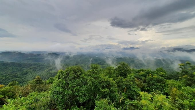 The forest coverage rate in Quang Ninh province has reached 55%. Photo: Nguyen Thanh.