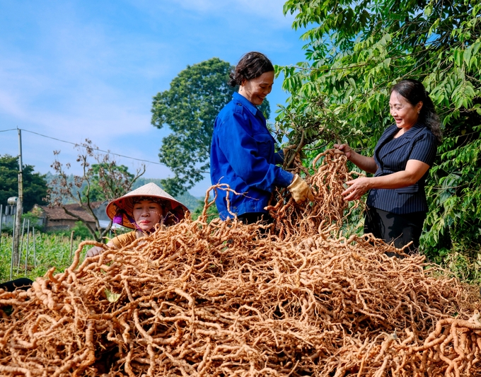 Bà Âu Thị Kim Phượng, Giám đốc Công ty cổ phần chế biến nông sản Minh Phúc An tại buổi kiểm tra nguyên liệu ba kích tím. Ảnh: Nam Khánh.