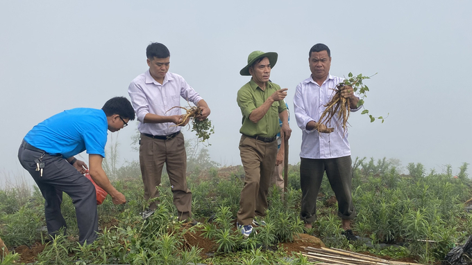 Sản phẩm nam đảng sâm sau khi thu hoạch được Công ty Cổ phần Dược Nam Sơn bao tiêu. Ảnh: Văn Thiệu.