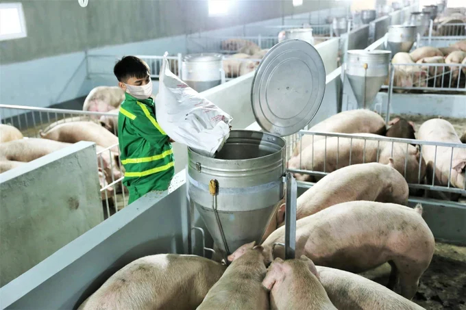 Large-scale, high-tech pig farming helps create clean, quality products. Photo: QL.