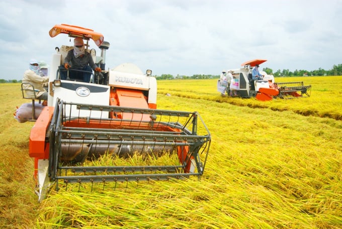 Mechanization in rice production promotes value chain linkages and meets strict market requirements. Photo: Le Hoang Vu.