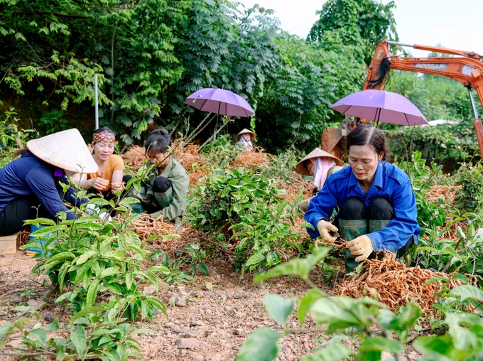 Thu hoạch củ ba kích tím tại Công ty cổ phần chế biến nông sản Minh Phúc An. Ảnh: Nam Khánh.