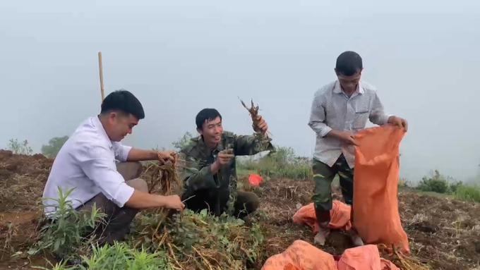 Bà con bản Giôn (xã Mường Giôn, Quỳnh Nhai, Sơn La) phấn khởi thu hoạch cây nam đảng sâm. nong duoc viet nam