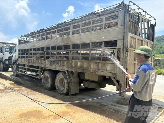 Các xe chở heo đều được vệ sinh sạch sẽ sau đó phun tiêu độc, khử trùng, đảm bảo hạn chế tối đa việc phát sinh mầm bệnh tại nơi trung chuyển. Ảnh: Quốc Toản.