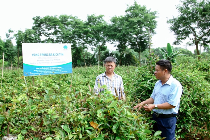 Ông Bùi Văn Sỹ giới thiệu về cây dược liệu ba kích tím tại vườn ươm của gia đình. nong duoc viet nam