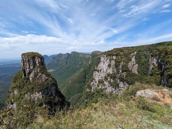 Araucaria Conservation Program. Photo: Provided by the company.