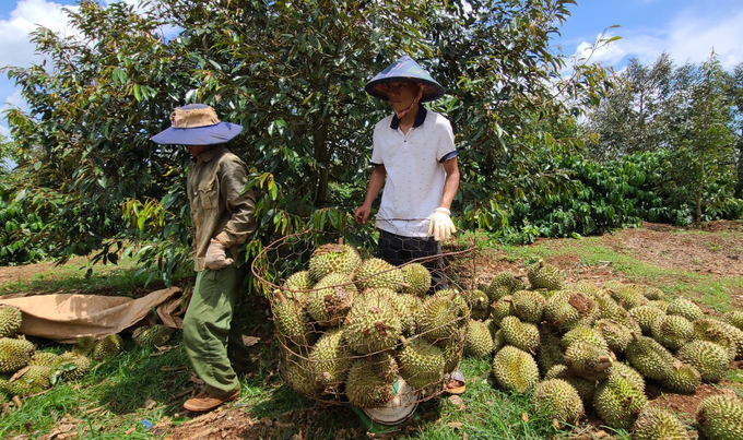 Theo thống kê ban đầu, có hơn 100 tấn sầu riêng ở xã Ea Tar (huyện Cư M’gar) bị rụng do giông, lốc. Ảnh: Quang Yên.