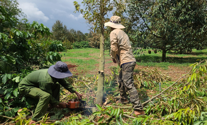 Người dân cưa hạ những cây sầu riêng bị ngã. Ảnh: Quang Yên.