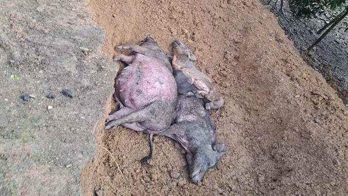 According to Tuan, the death toll of pigs has become so high that the local disease control team is reluctant to assist with disposal. Photo: NT.