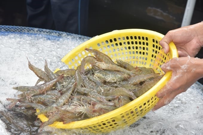 Encourage sustainable shrimp farming models without the use of antibiotics and chemicals. Photo: Hong Tham.