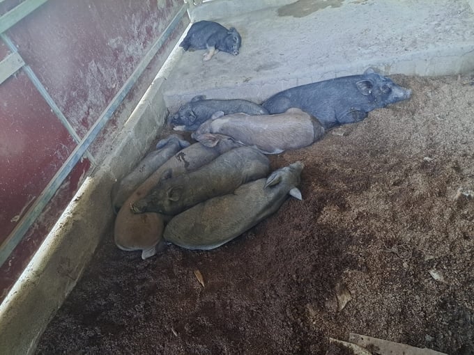 A dying pig herd, with only a few surviving. Photo: NT.