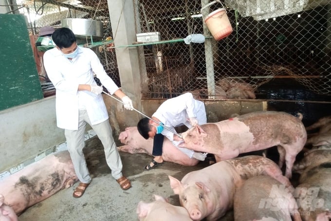 Veterinary officers in Bac Giang province vaccinating the pig herds to prevent the spread of African swine fever. Photo: Kien Trung.